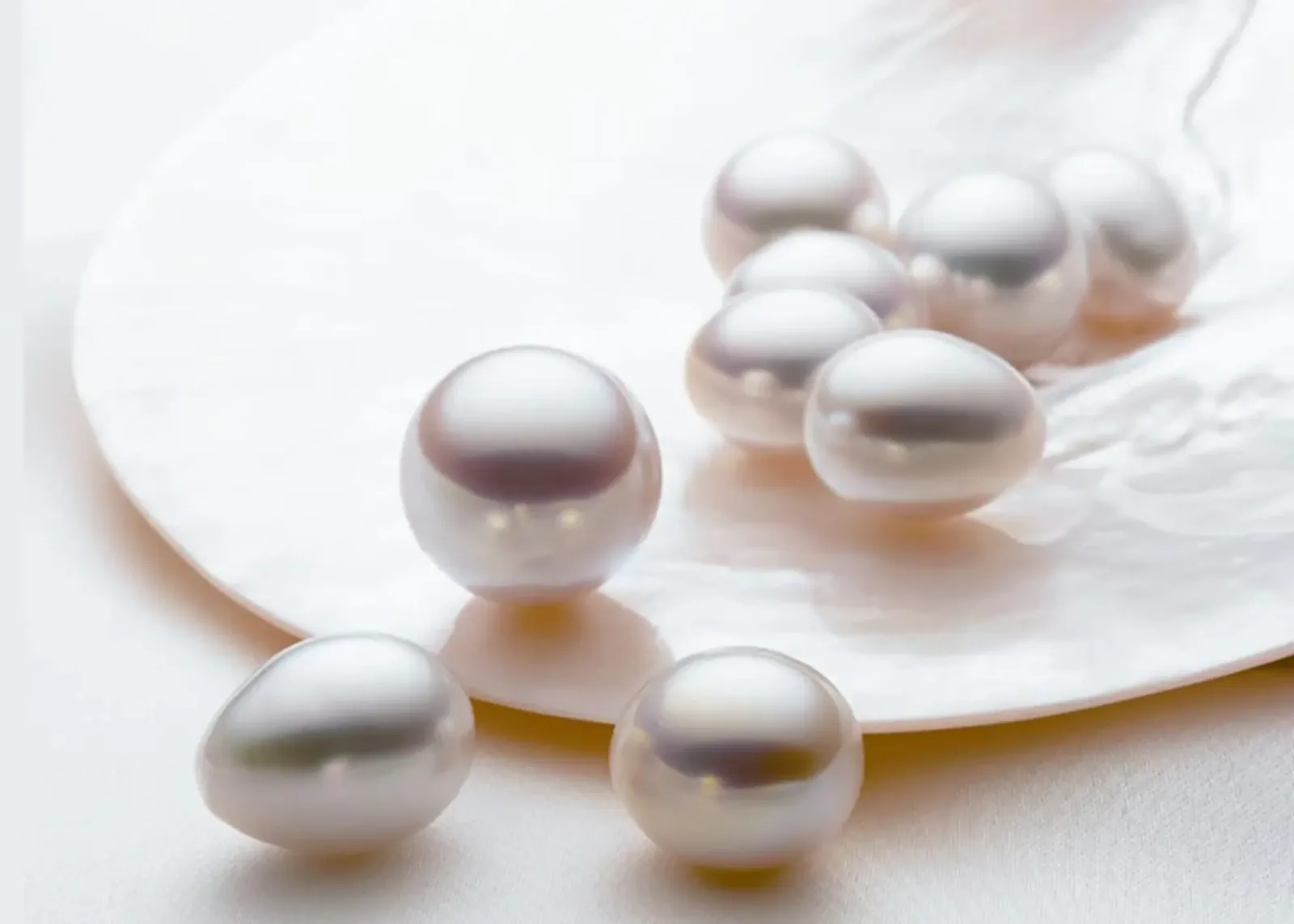 South Sea white pearls resting on a mother-of-pearl shell.